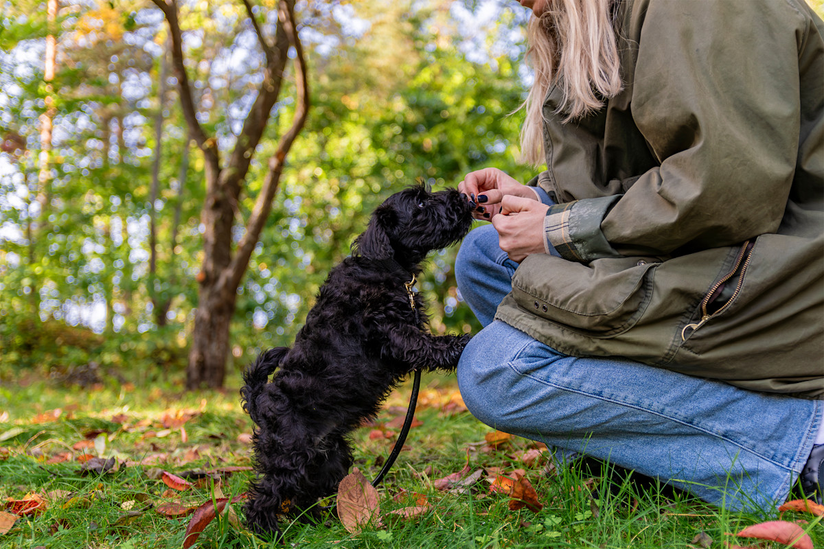 Pureplay First time with puppy DOG 3x2