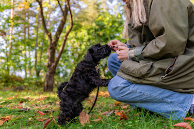 Pureplay First time with puppy DOG 3x2