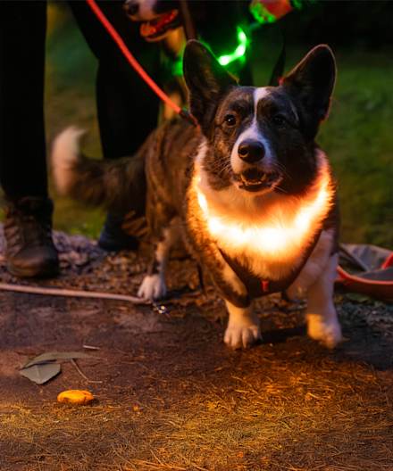 hund med lys i mørket
