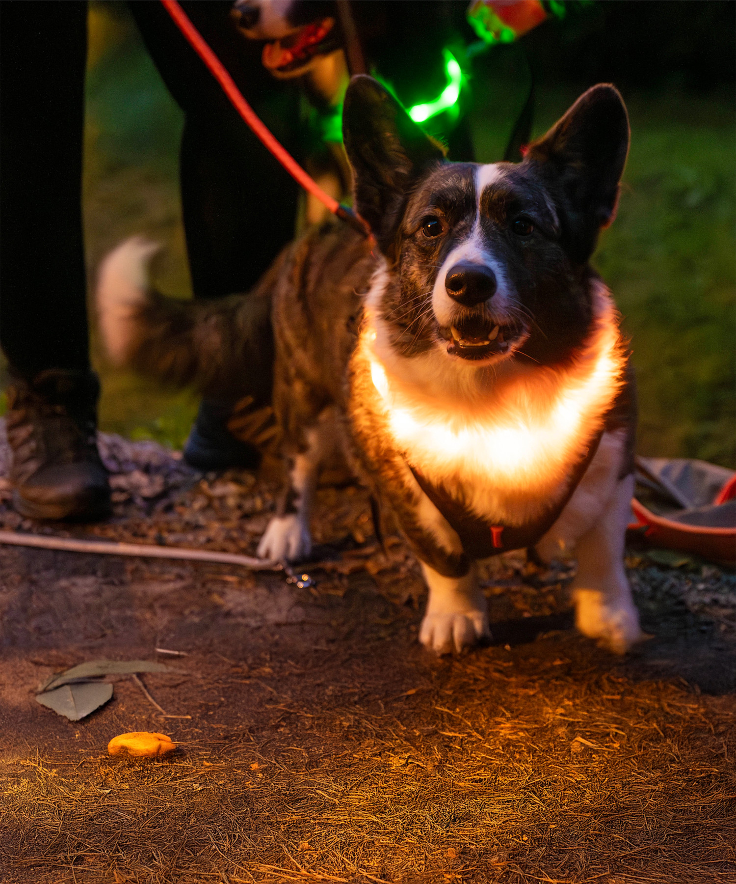 Hund med lysande halsband i mörkret