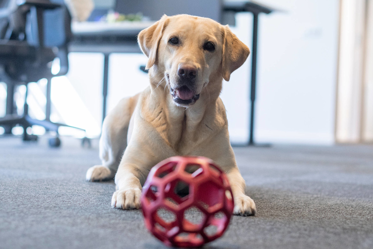 Labrador-with-ball