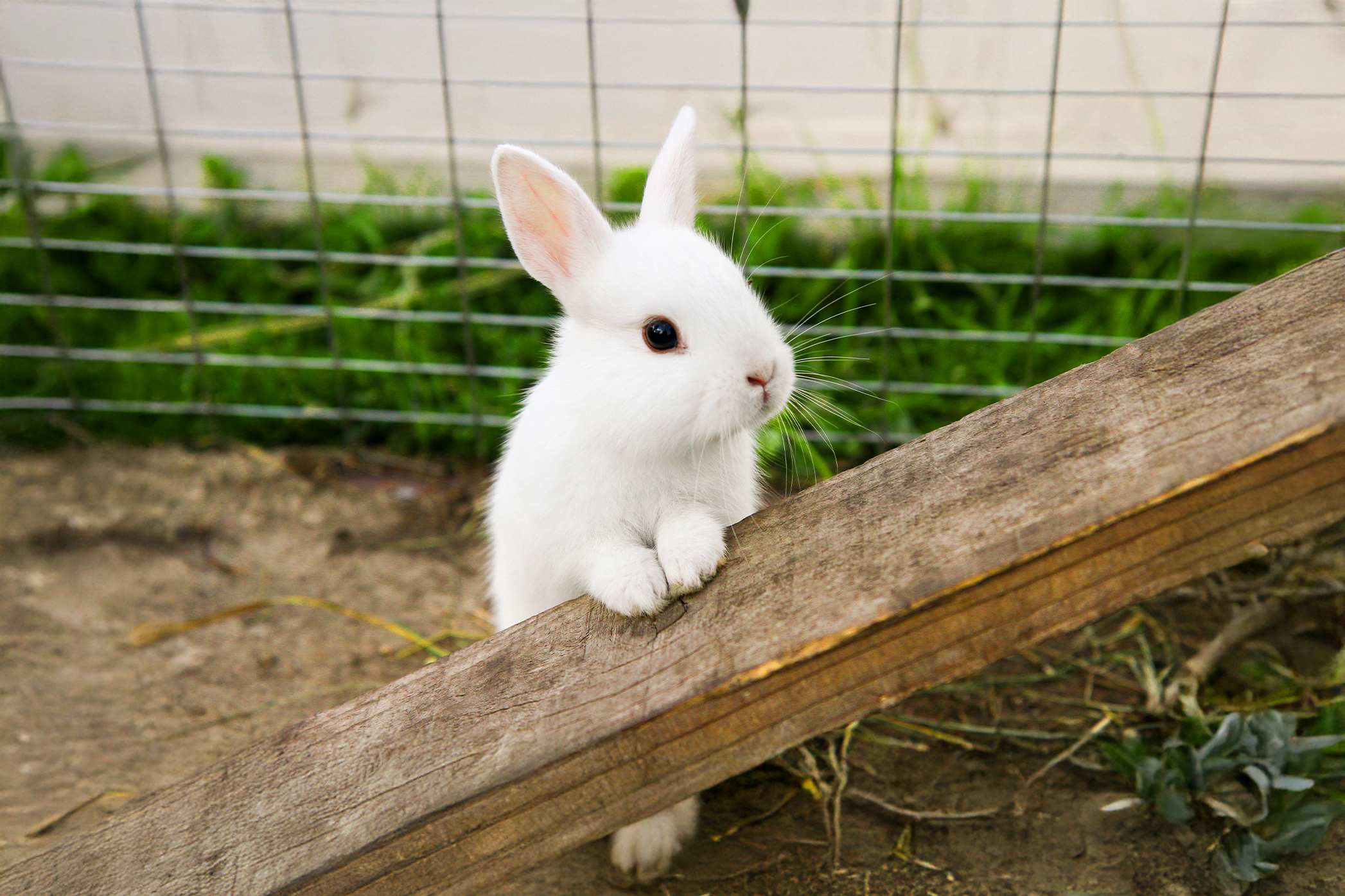 Pureplay article Rabbit SMALL ANIMAL 3x2