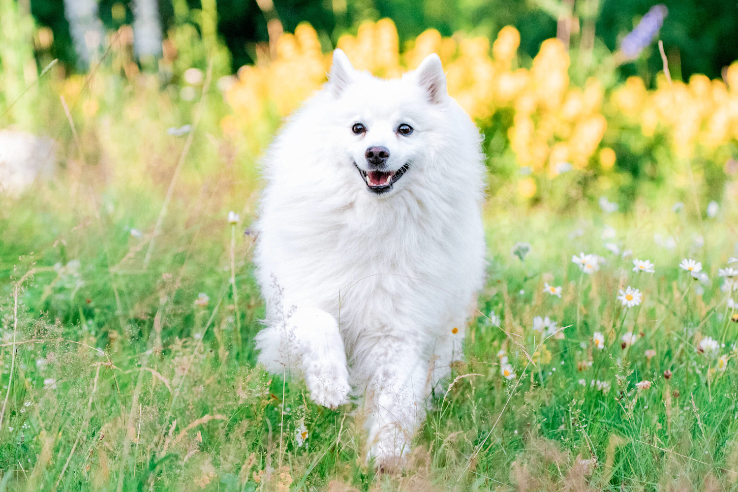 Kesä ja japaninpystykorva