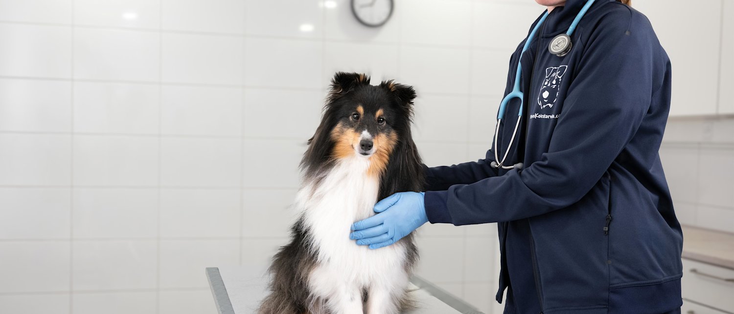 Peten eläinlääkäripalvelut