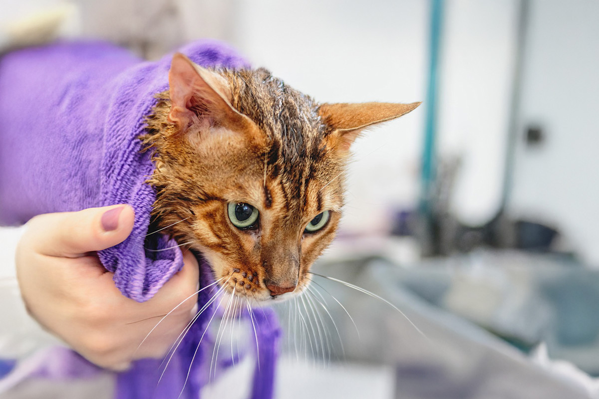 Pureplay article bathing or showering your cat CAT 3x2