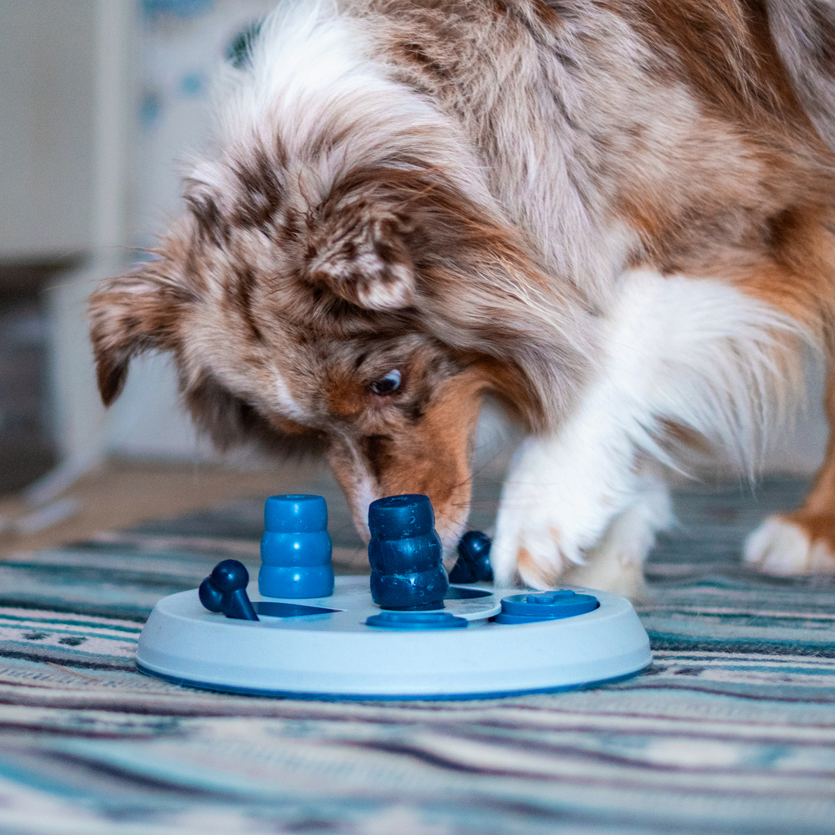 Trixie Flip Board Aktiveringsleksak-9