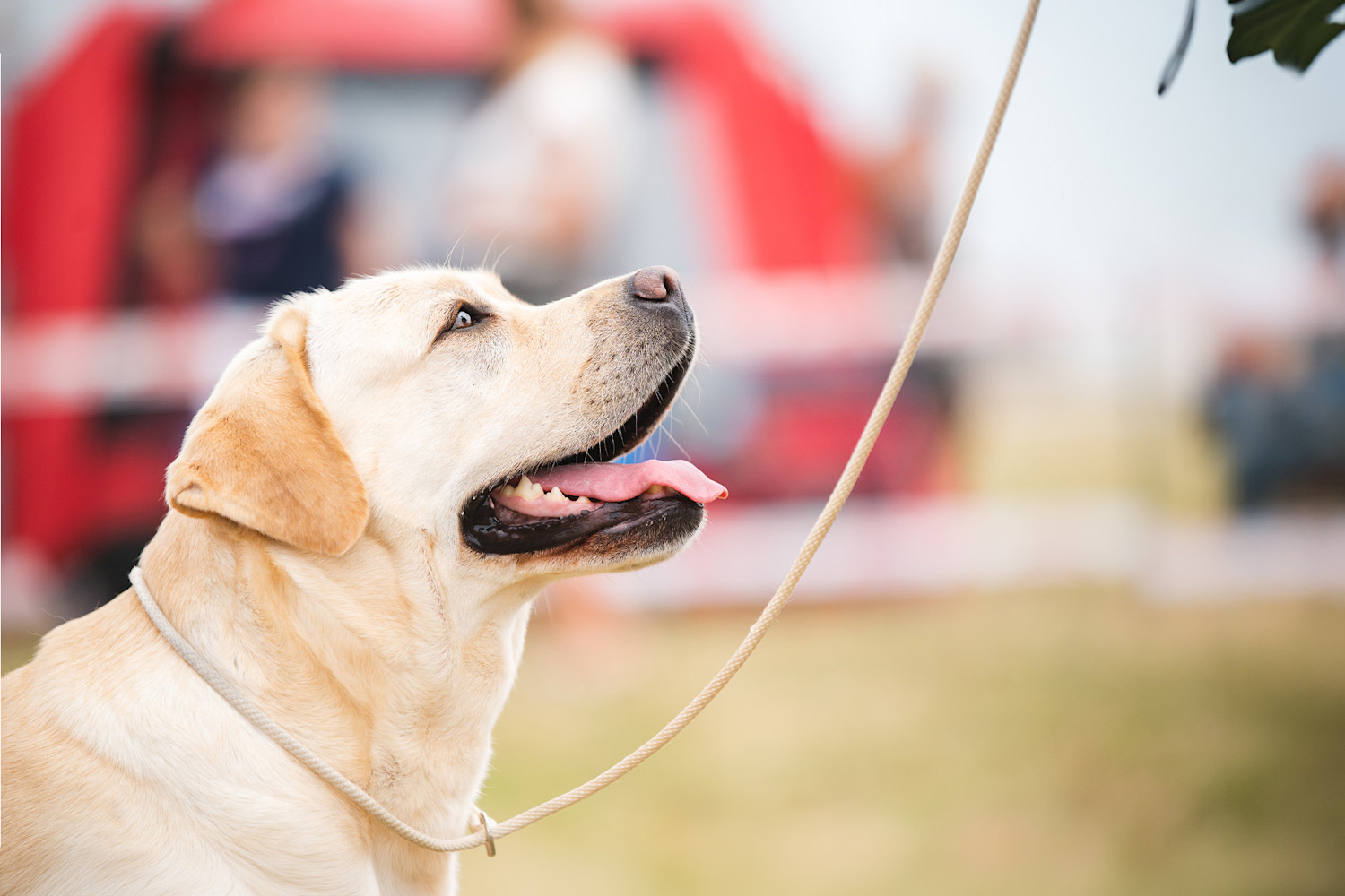 Pureplay Dog Show 2026 – How to Prepare Your Dog DOG 3x2