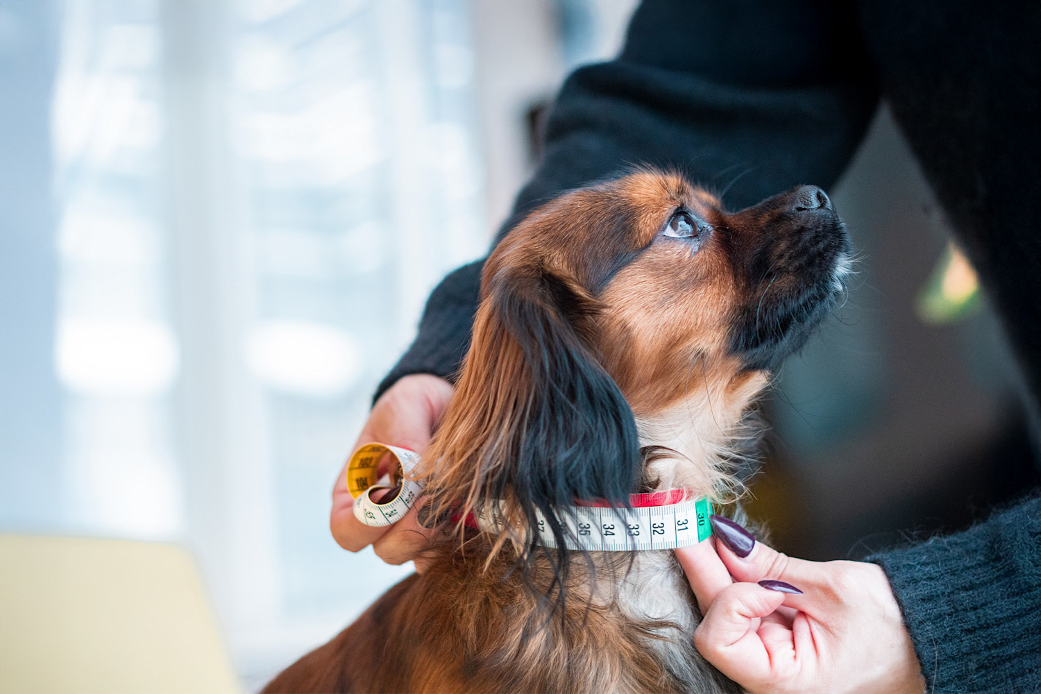 Pureplay article MEASURE A DOG DOG 3x2