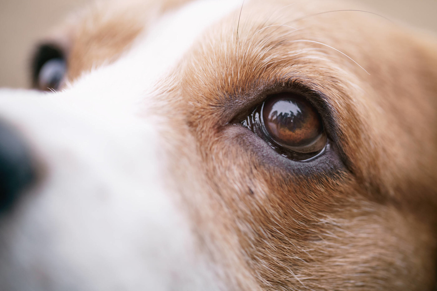 AdobeStock 108191982 dog-eye