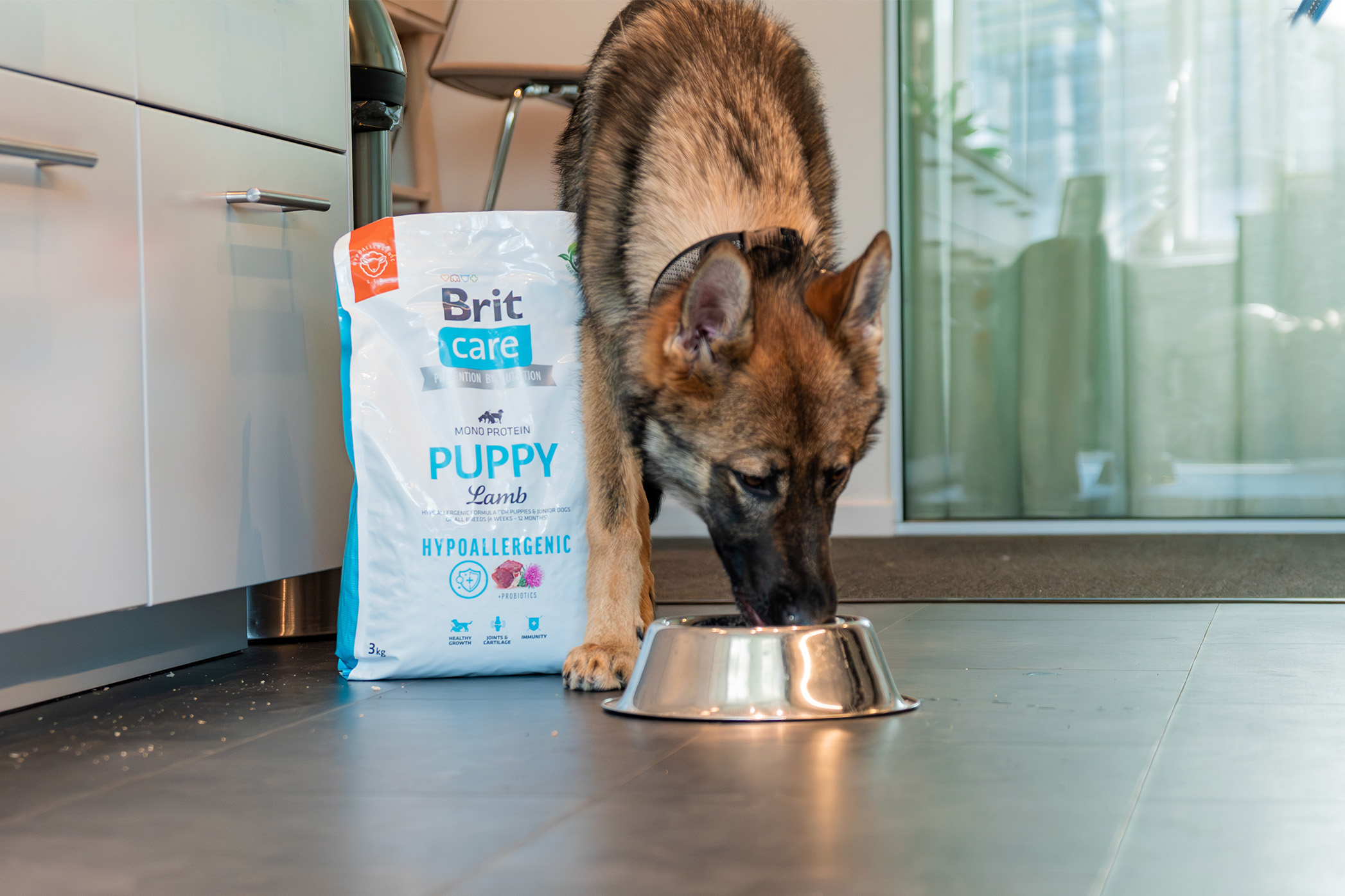 Pureplay article FREQUENTLY ASKED QUESTIONS ABOUT DOG FOOD DOG 3x2