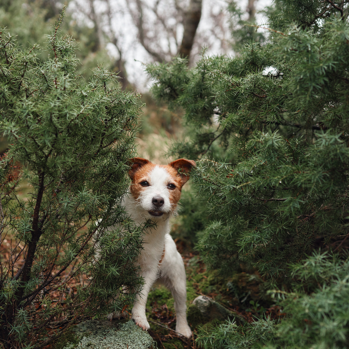 AdobeStock 603608605 russell autumn-2094x1396px