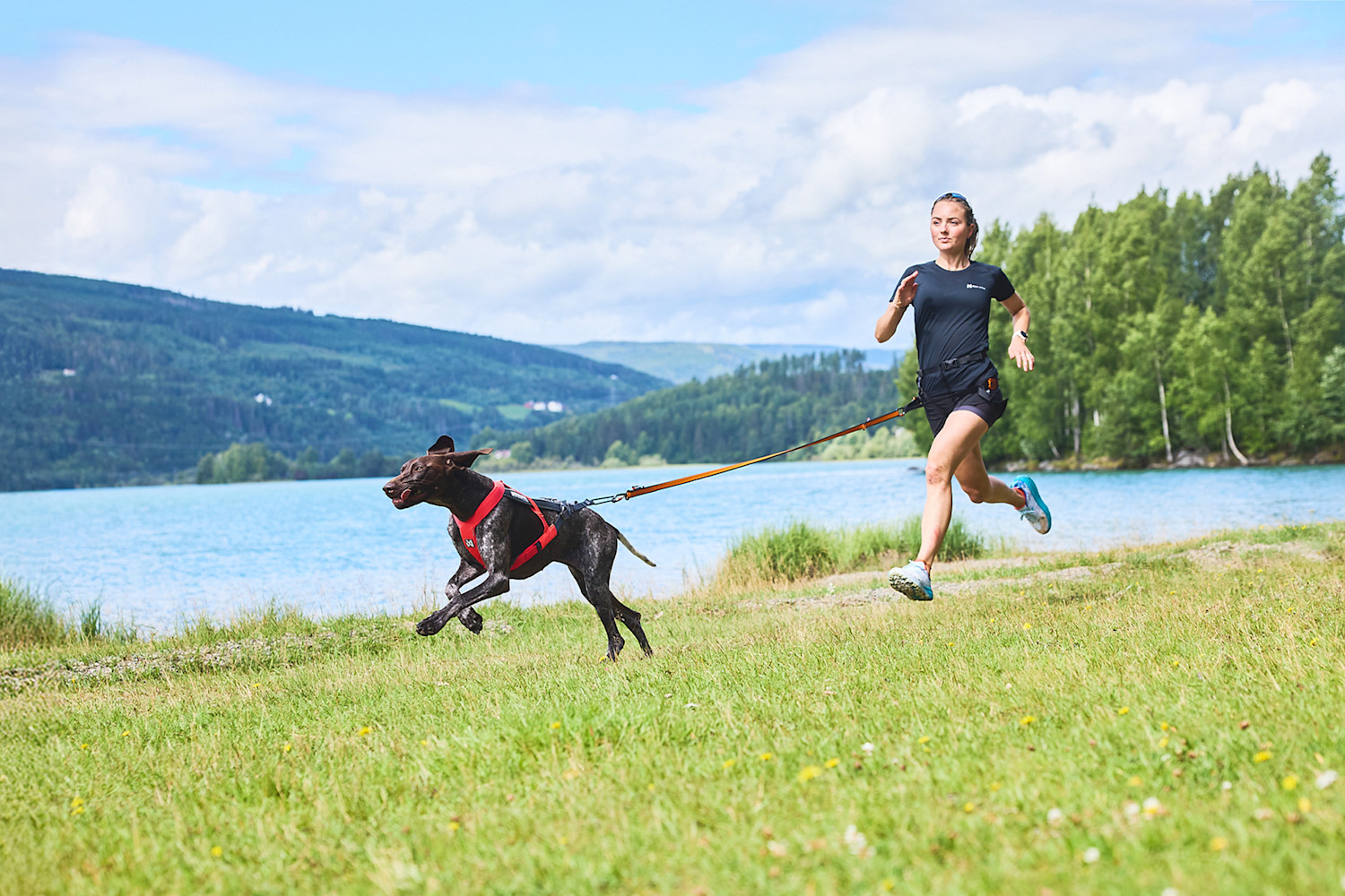 Pureplay article DOG PULL DOG 3x2