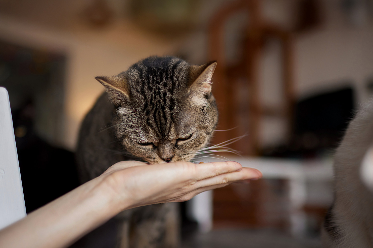 Pureplay article Food for an old cat CAT 3x2