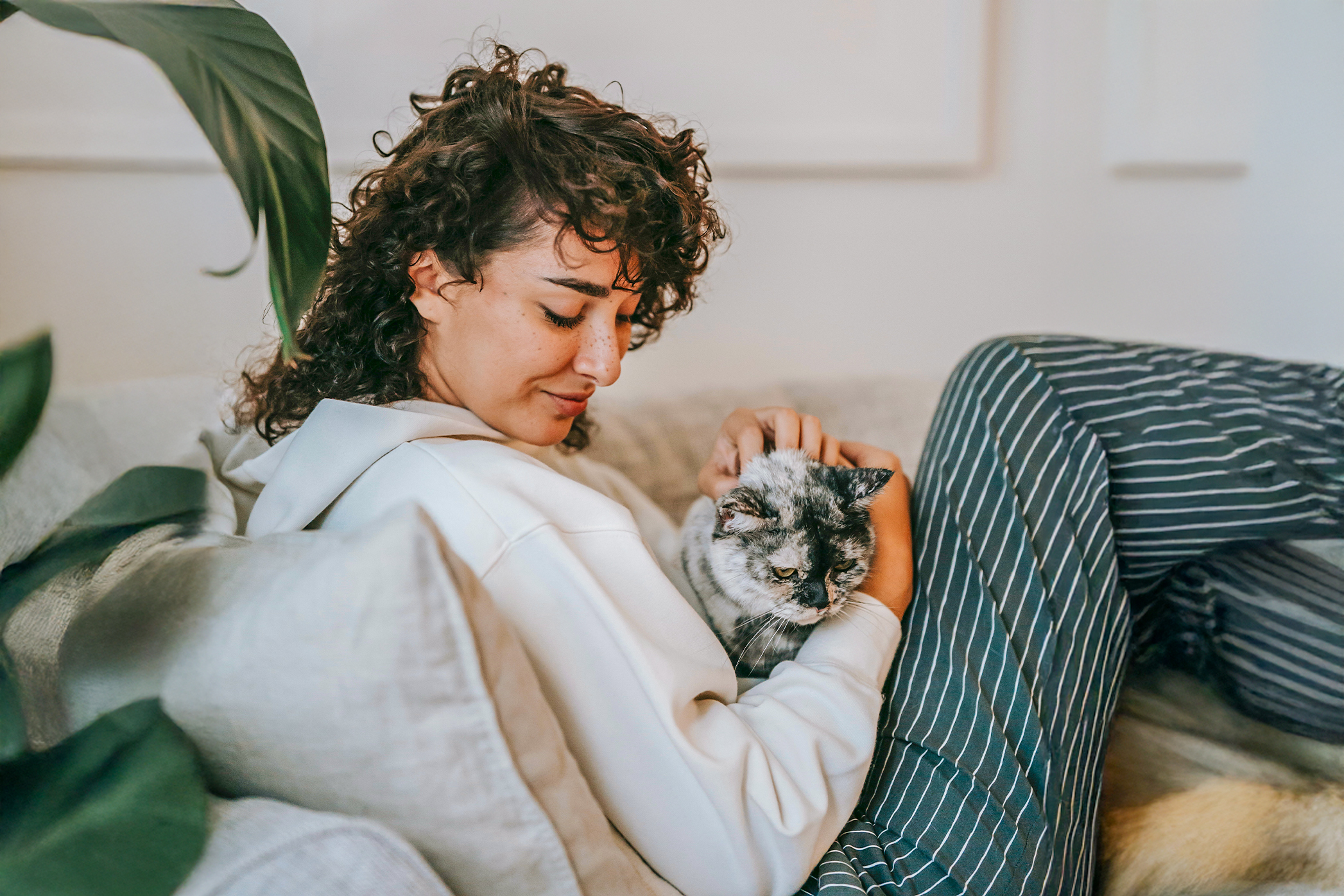 Pureplay First aid for cats CAT 3x2