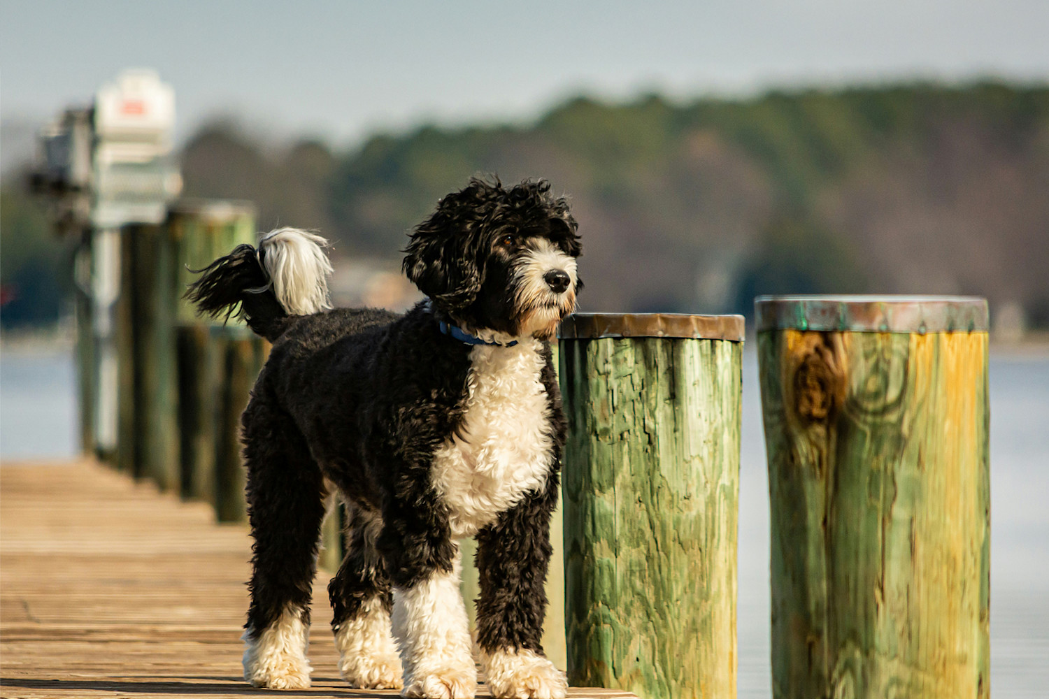 Portugisisk vattenhund