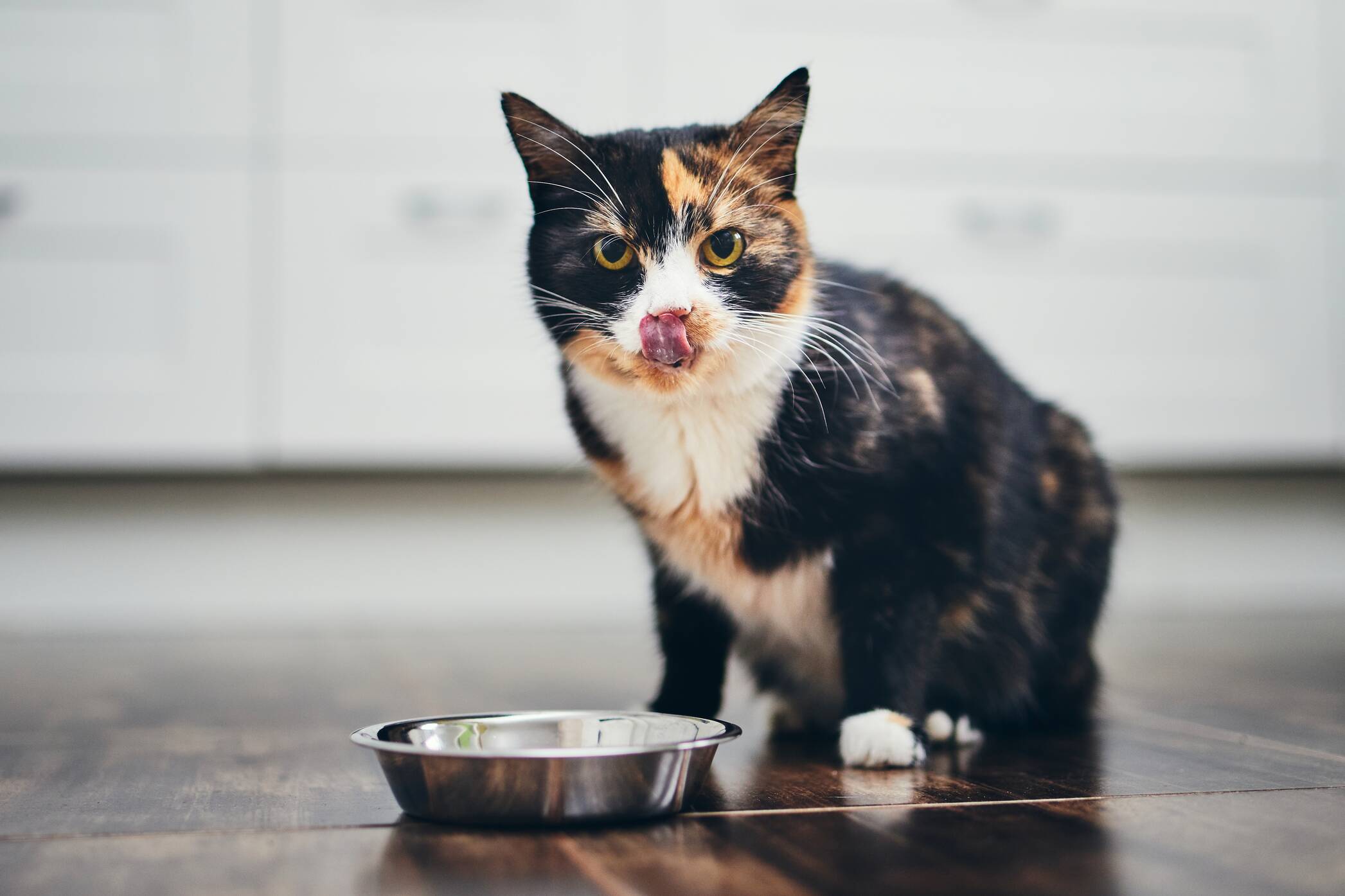 AdobeStock 254231899-cat-cup-2094x1396px