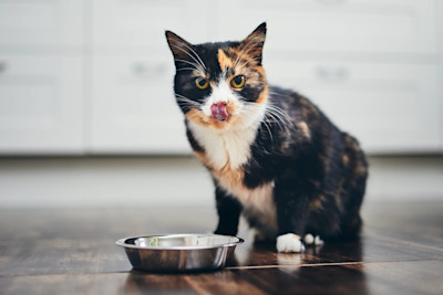 Kissa ja ruokakuppi 2094x1396 px