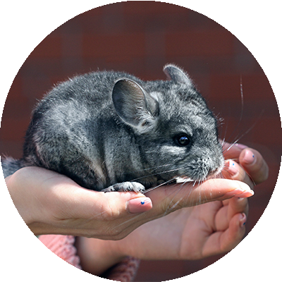 Chinchilla
