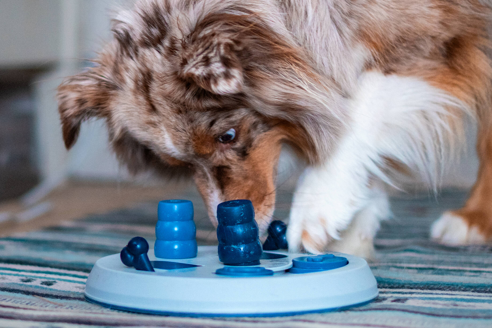 Trixie Flip Board Aktiveringsleksak-9