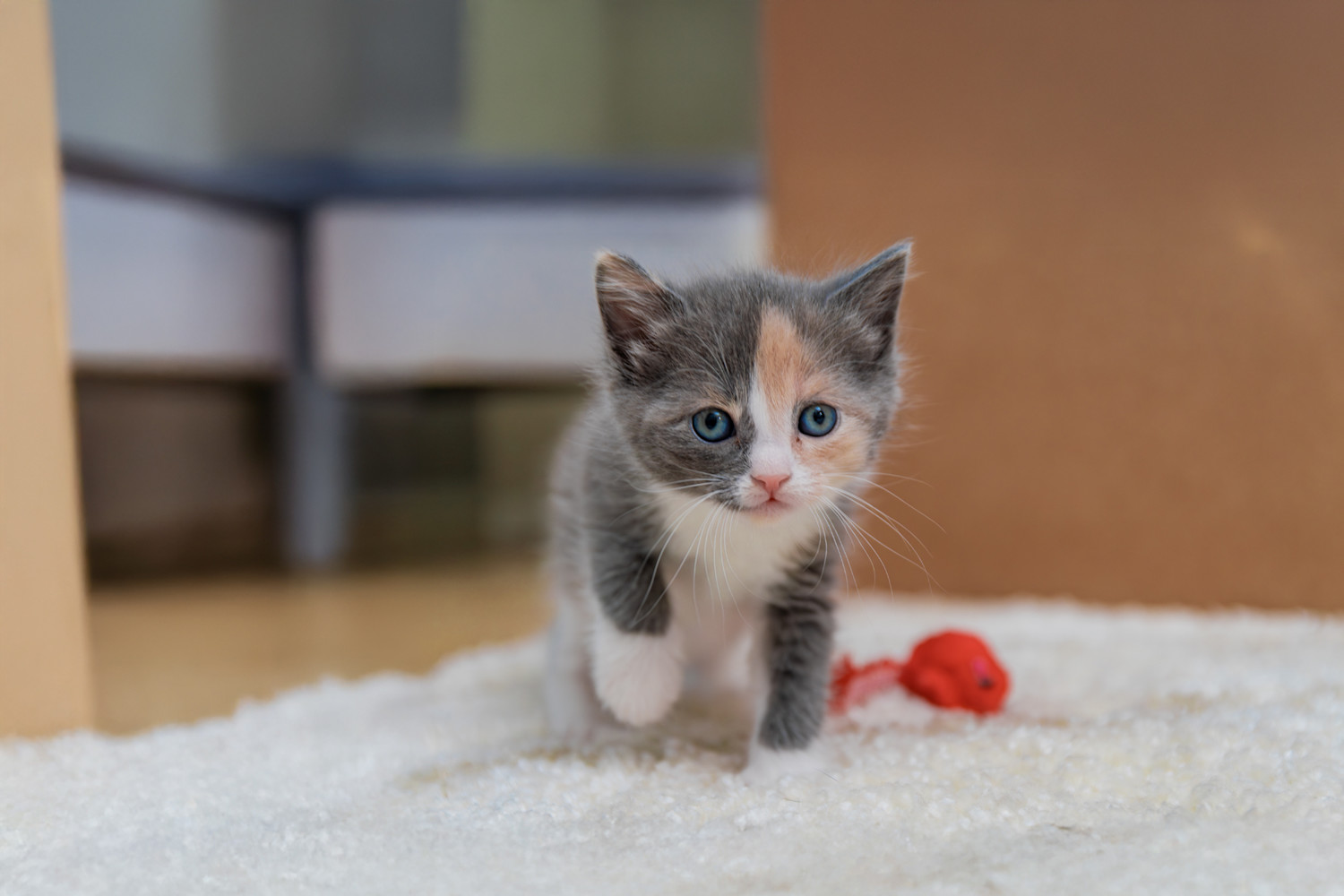 Pureplay article Kitten CAT 3x2