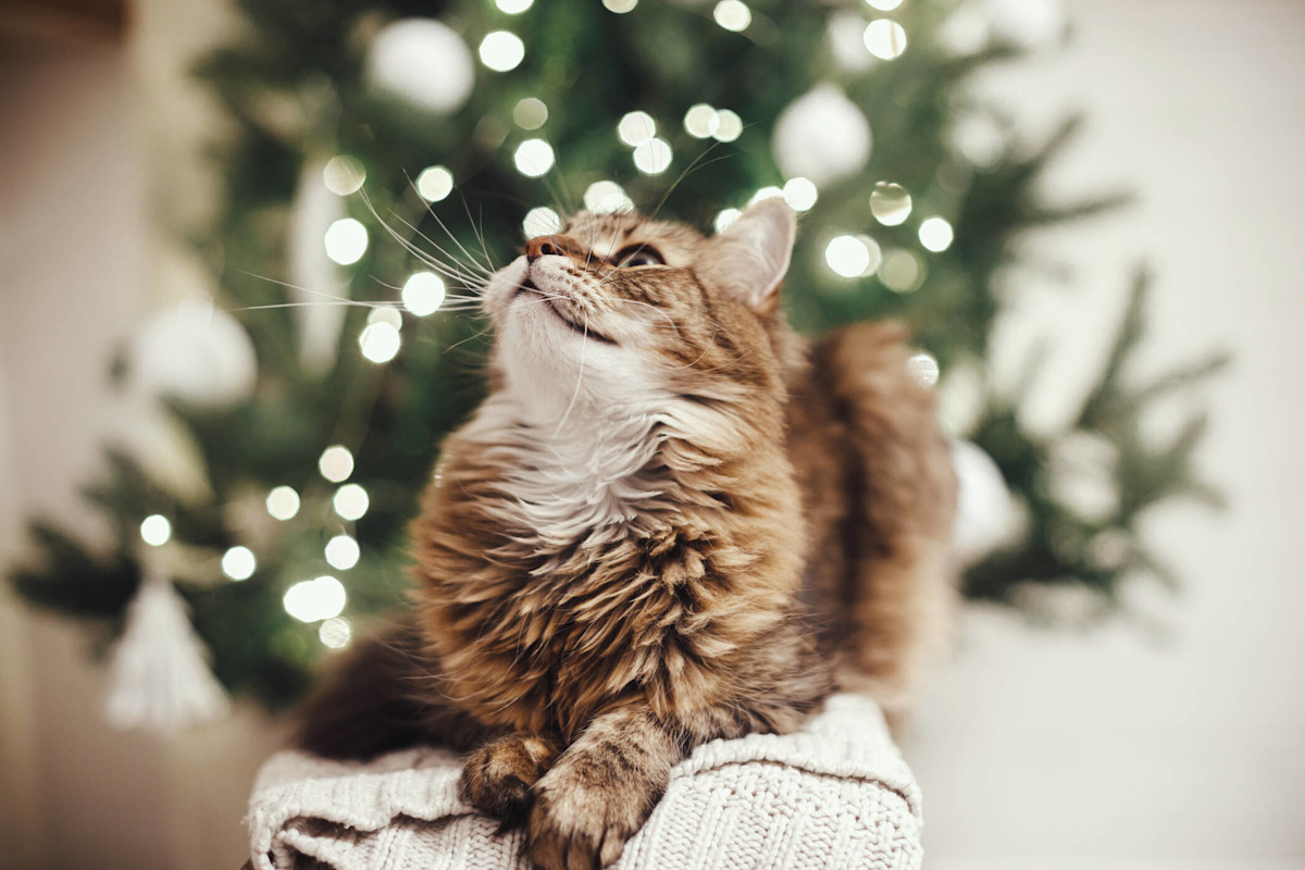 AdobeStock 468248963 kissa joulu