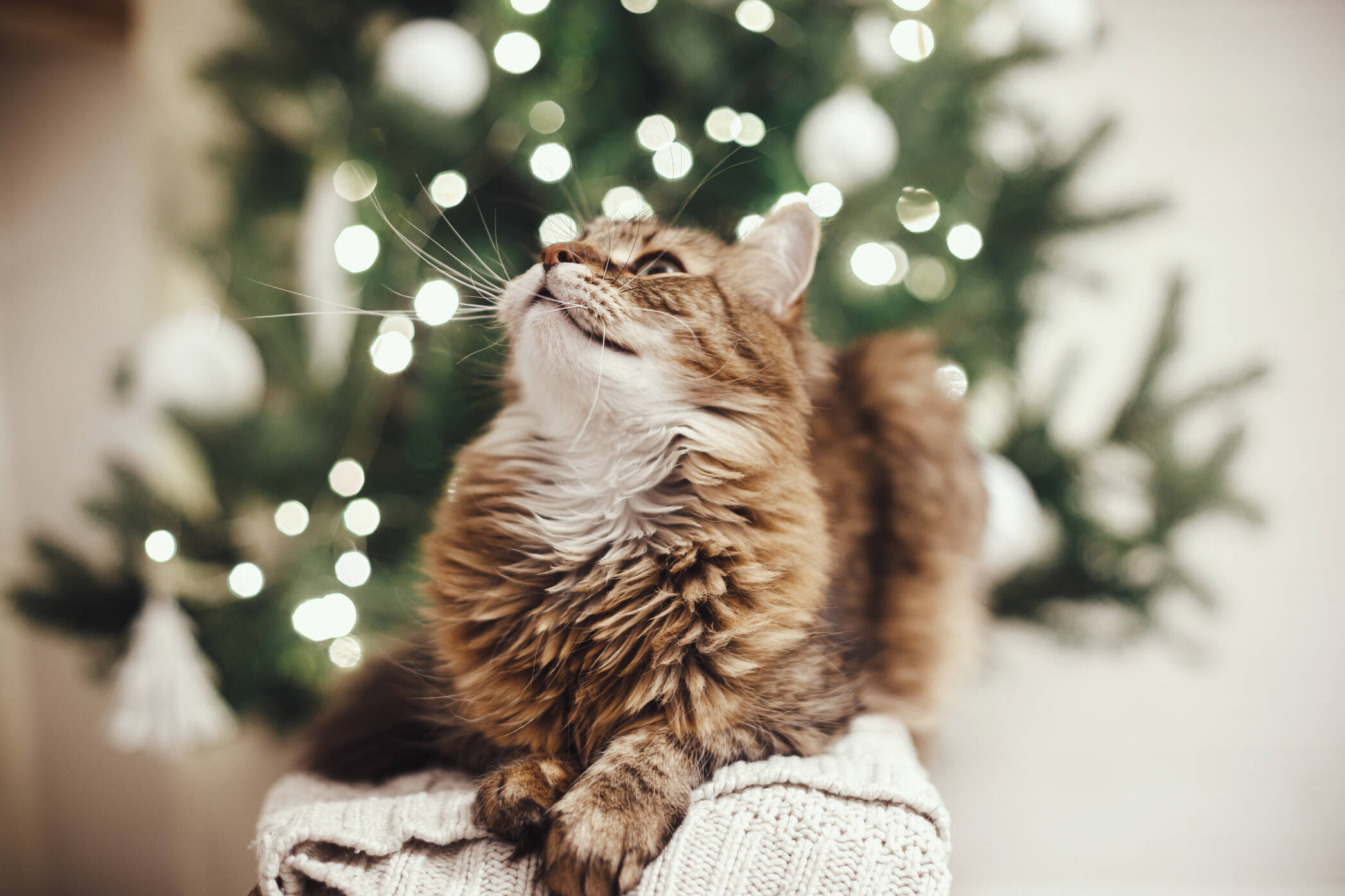 AdobeStock 468248963 kissa joulu