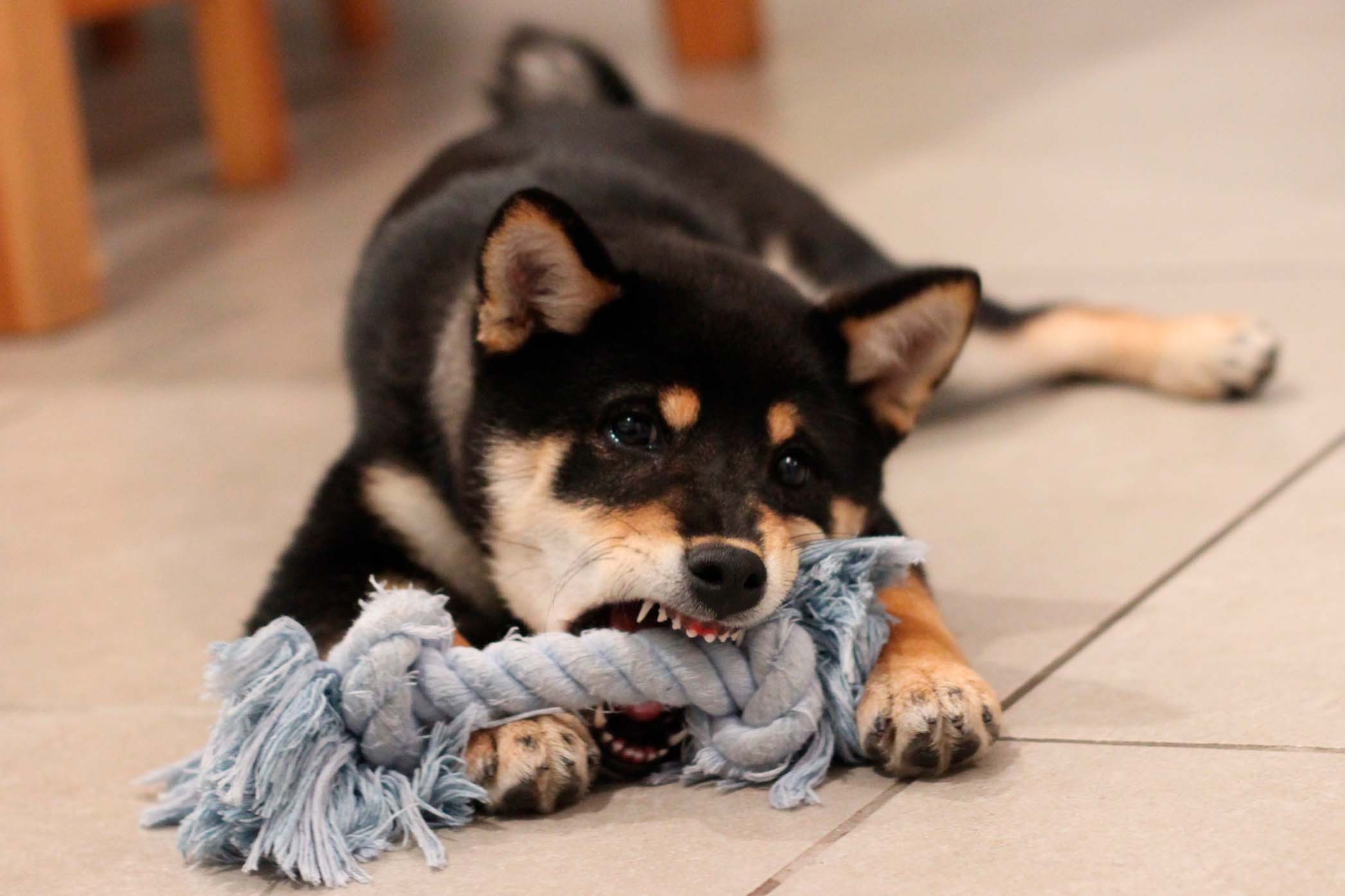 koiran-hampaiden-vaihtuminen