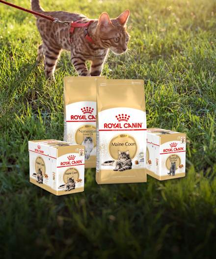 Royal Canin Breed kissanruokatarjous