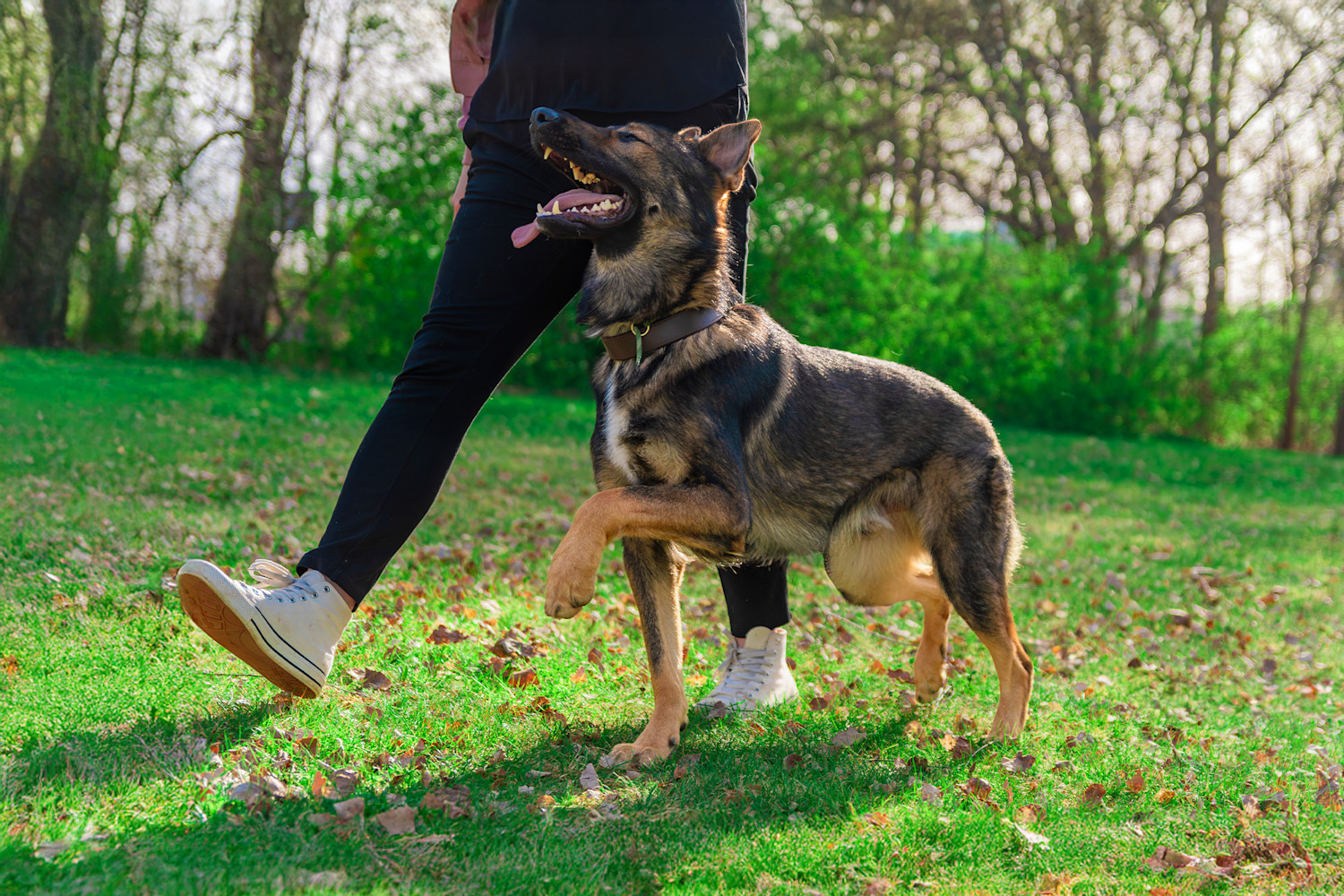 Pureplay article Training DOG 3x2