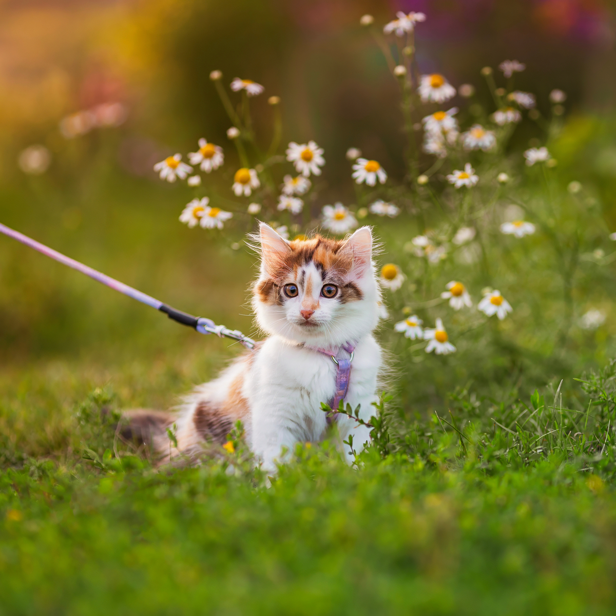 AdobeStock 1004682077-2094x1396