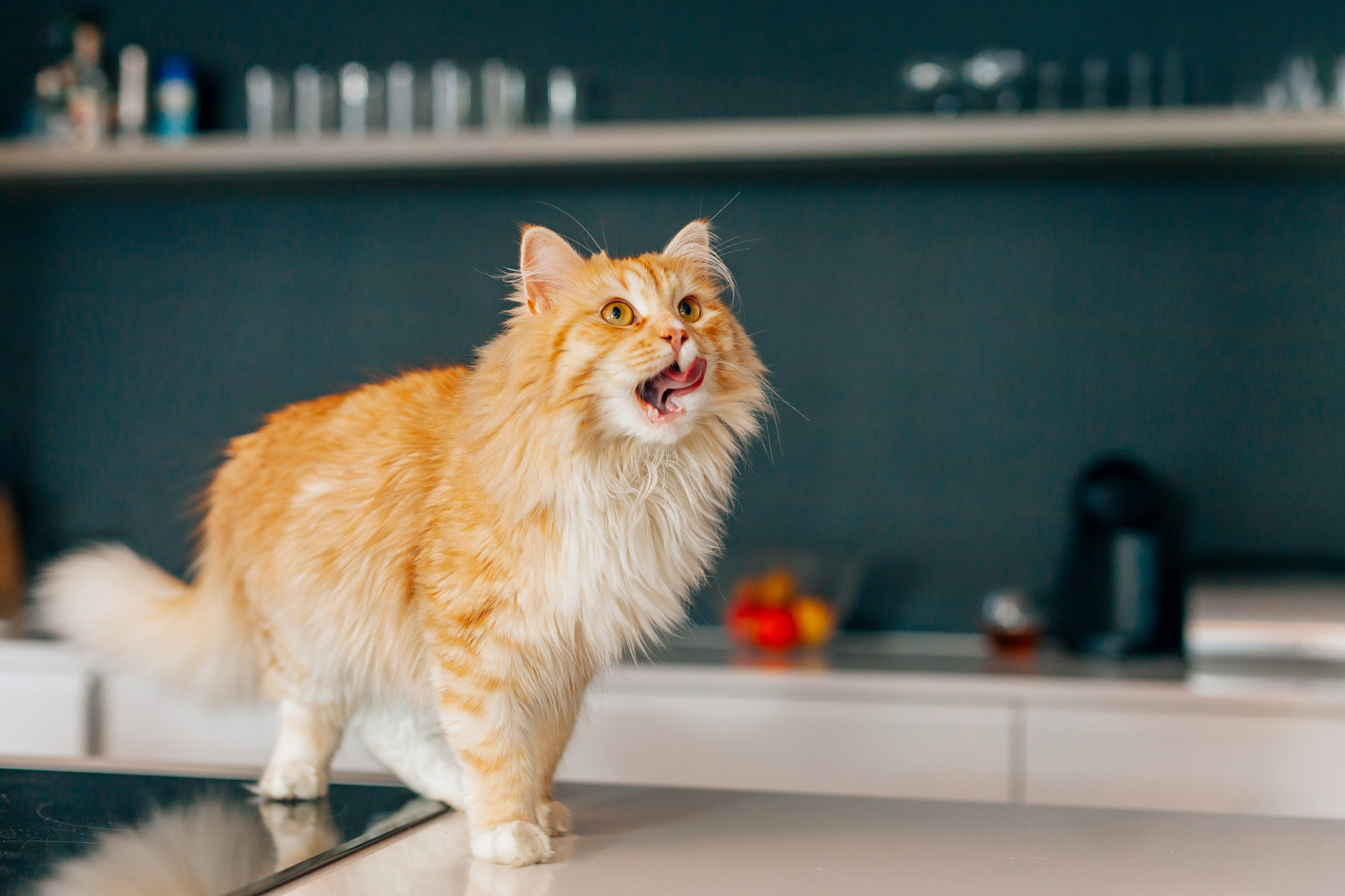 Pureplay article Overweight and weight loss in cats CAT 3x2