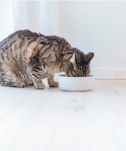 Brunrandig katt som sitter på golvet och äter ur en vit matskål