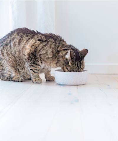 Brunrandig katt som sitter på golvet och äter ur en vit matskål