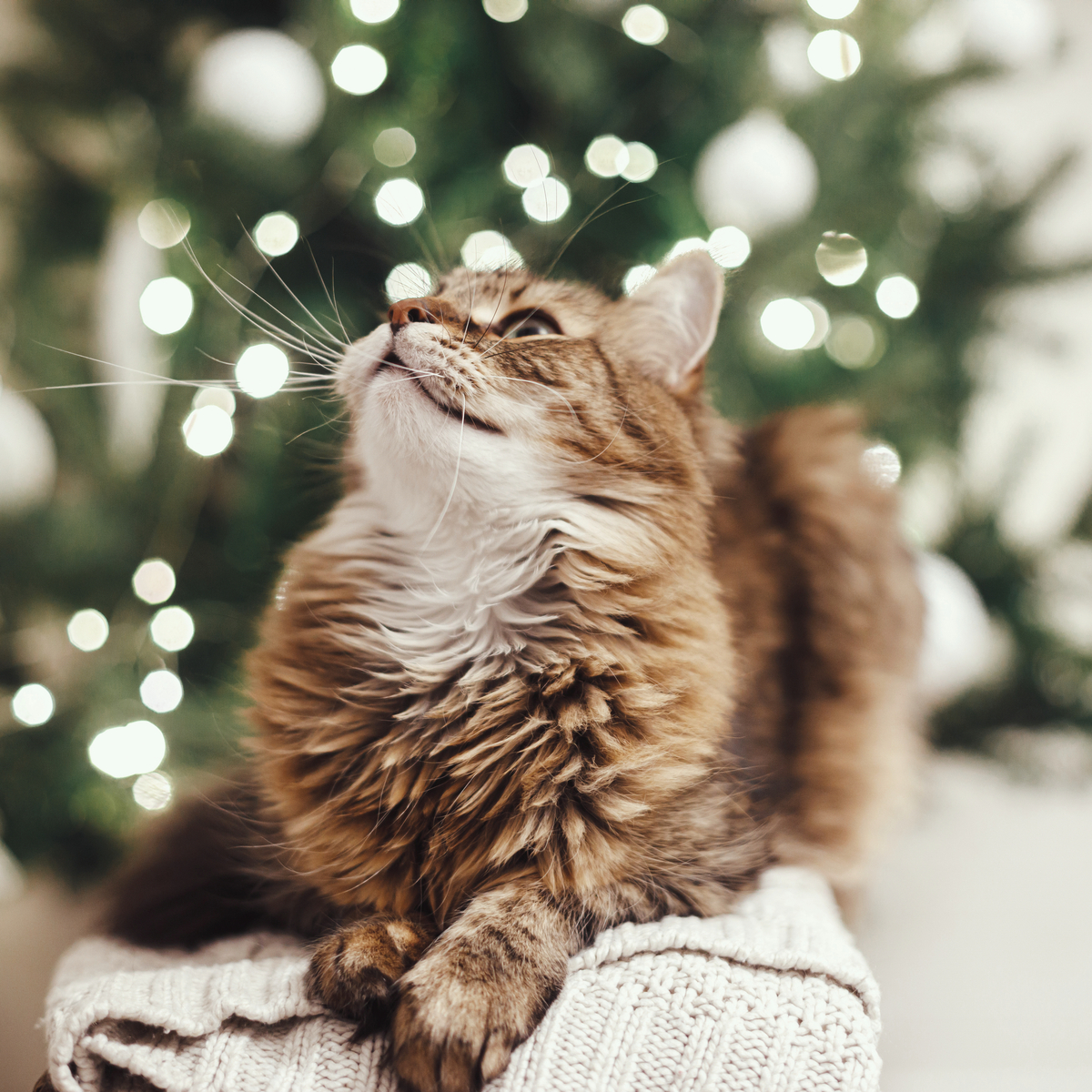 AdobeStock 468248963 kissa joulu