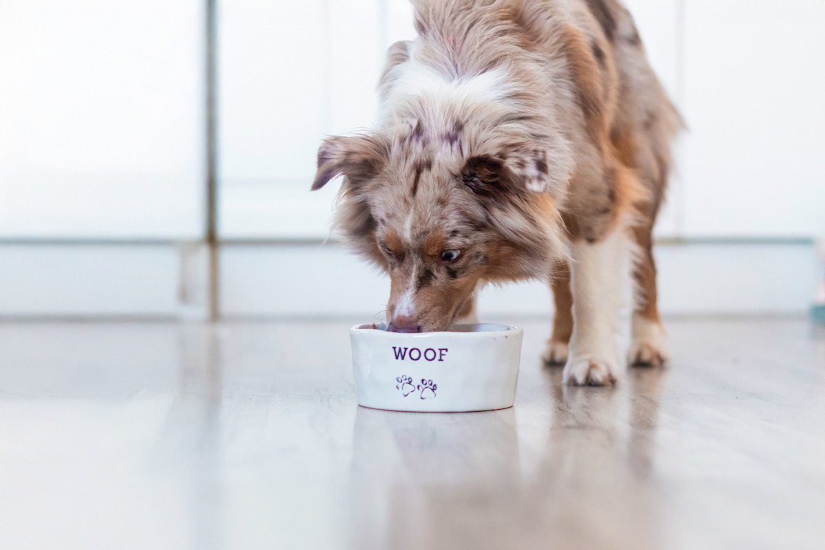 Pureplay article What can cats eat DOG 3x2