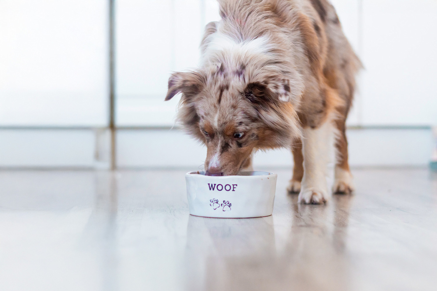 Pureplay article What can cats eat DOG 3x2