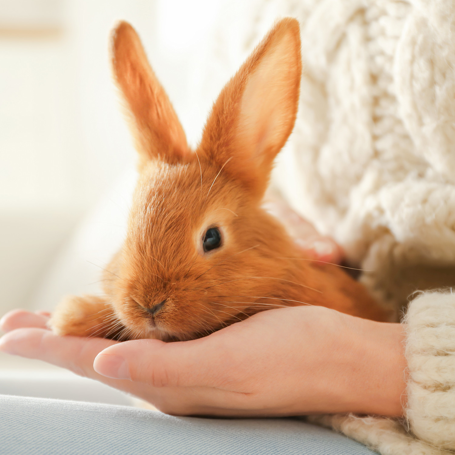 Pureplay article Rabbit Guide SMALL ANIMAL 3x2