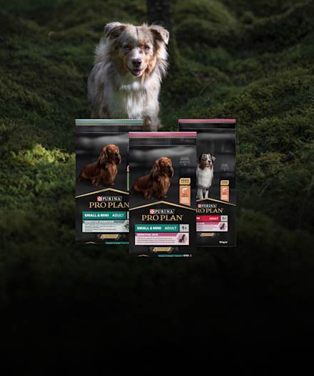 Purina Pro Plan -koiranruokatarjoukset