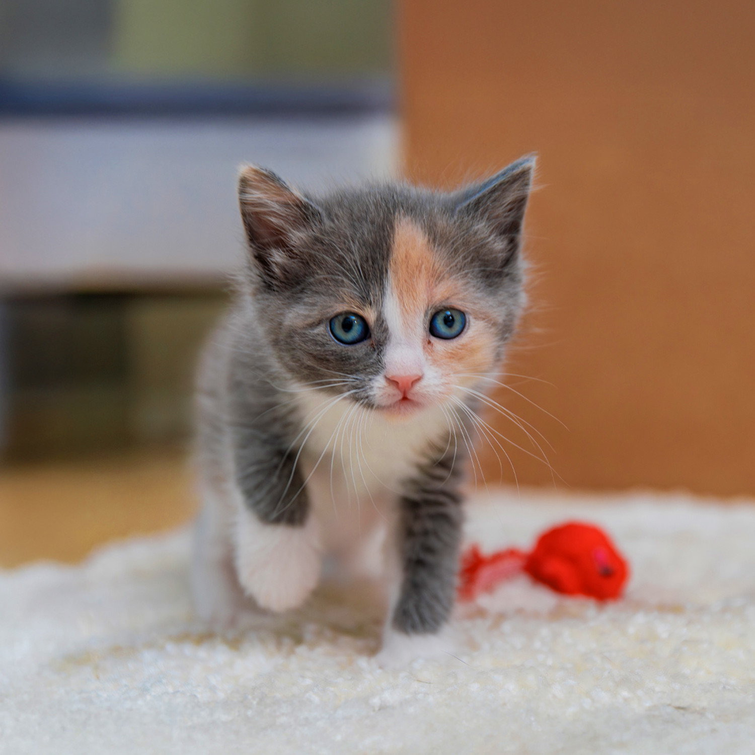 Pureplay article Kitten CAT 3x2