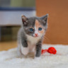 Pureplay article Kitten CAT 3x2