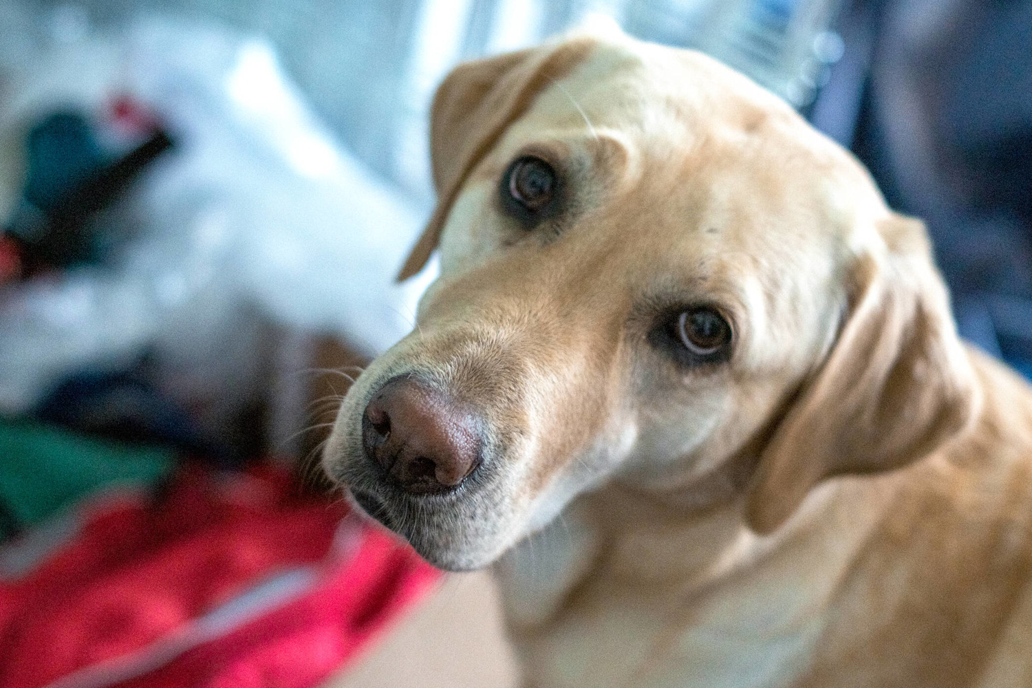 Labradori