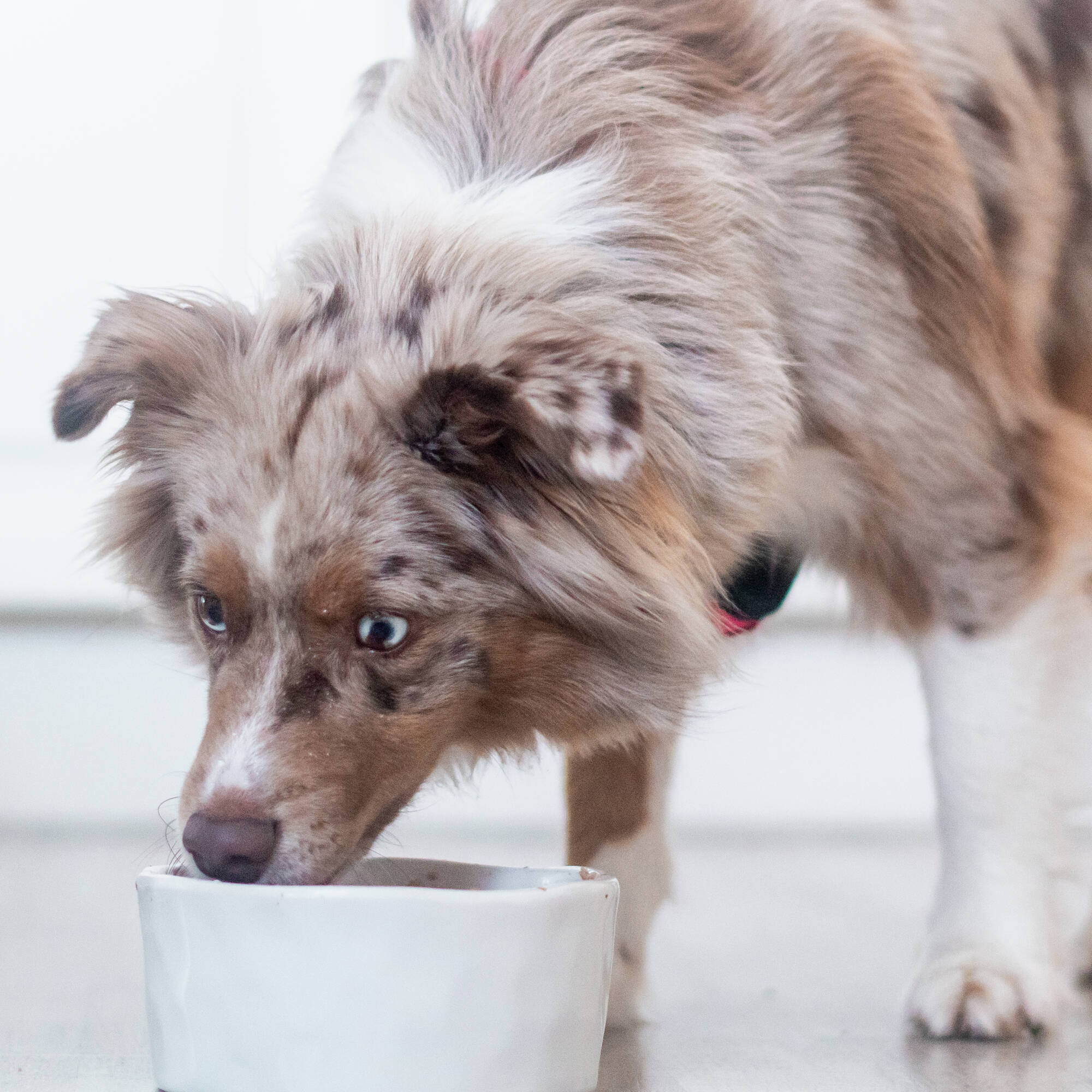 Pureplay article What can cats eat DOG 3x2