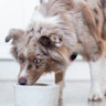 Pureplay article What can cats eat DOG 3x2