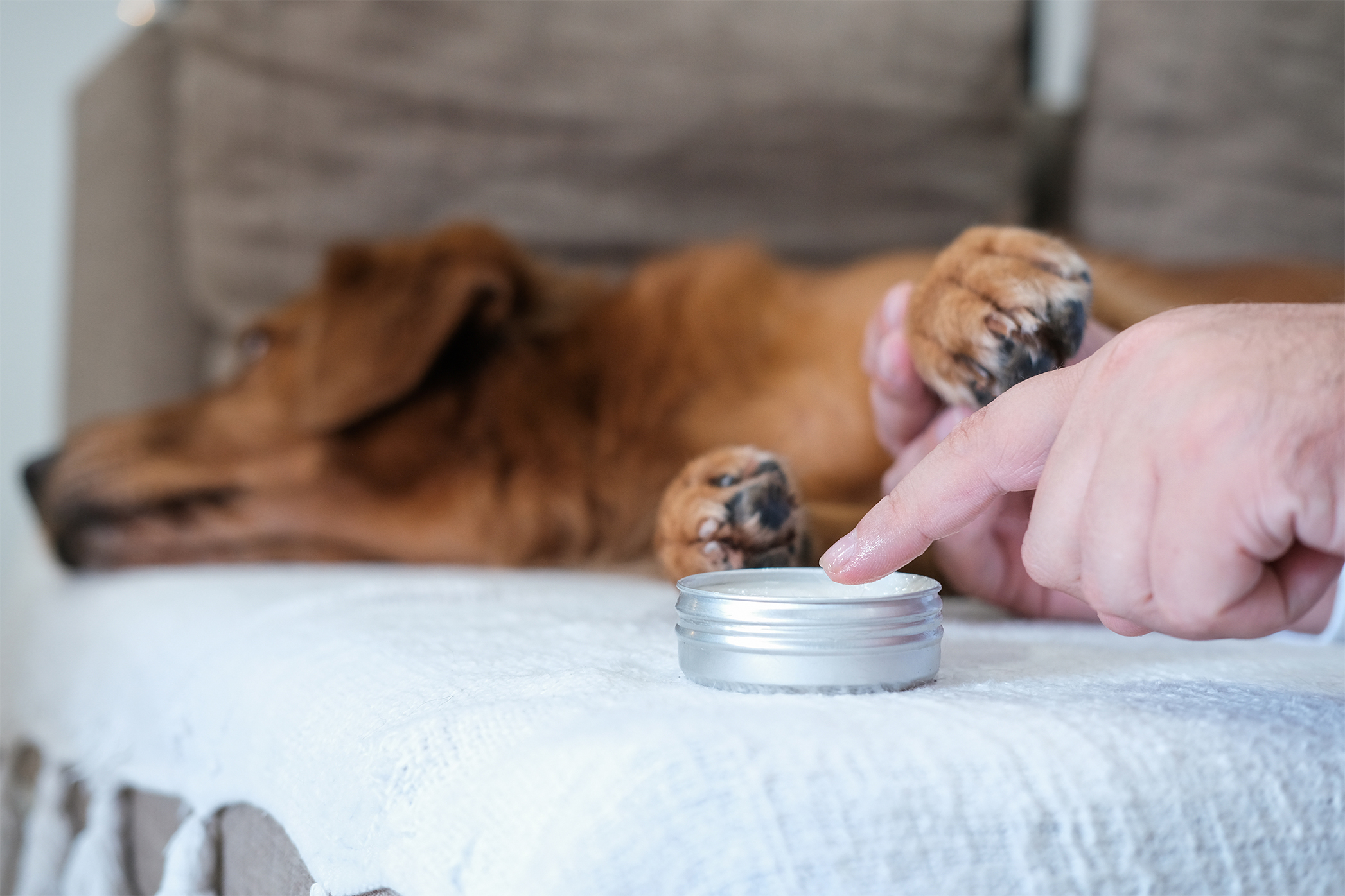 Pureplay article fungus on the paws DOG 3x2