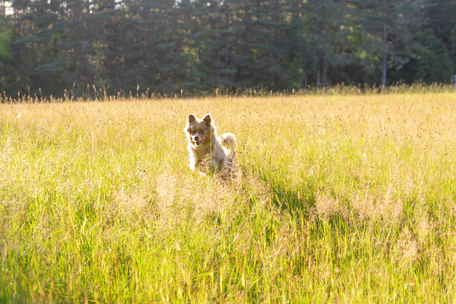 Pureplay Article ticks DOG 3x2