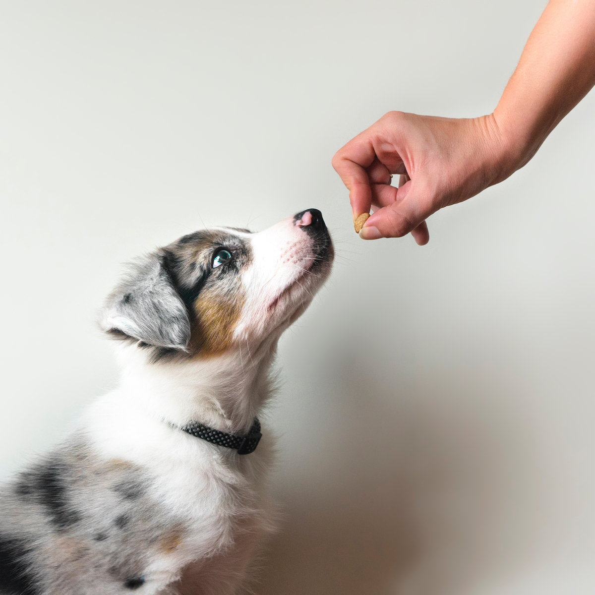 AdobeStock 496317706 puppy-treat