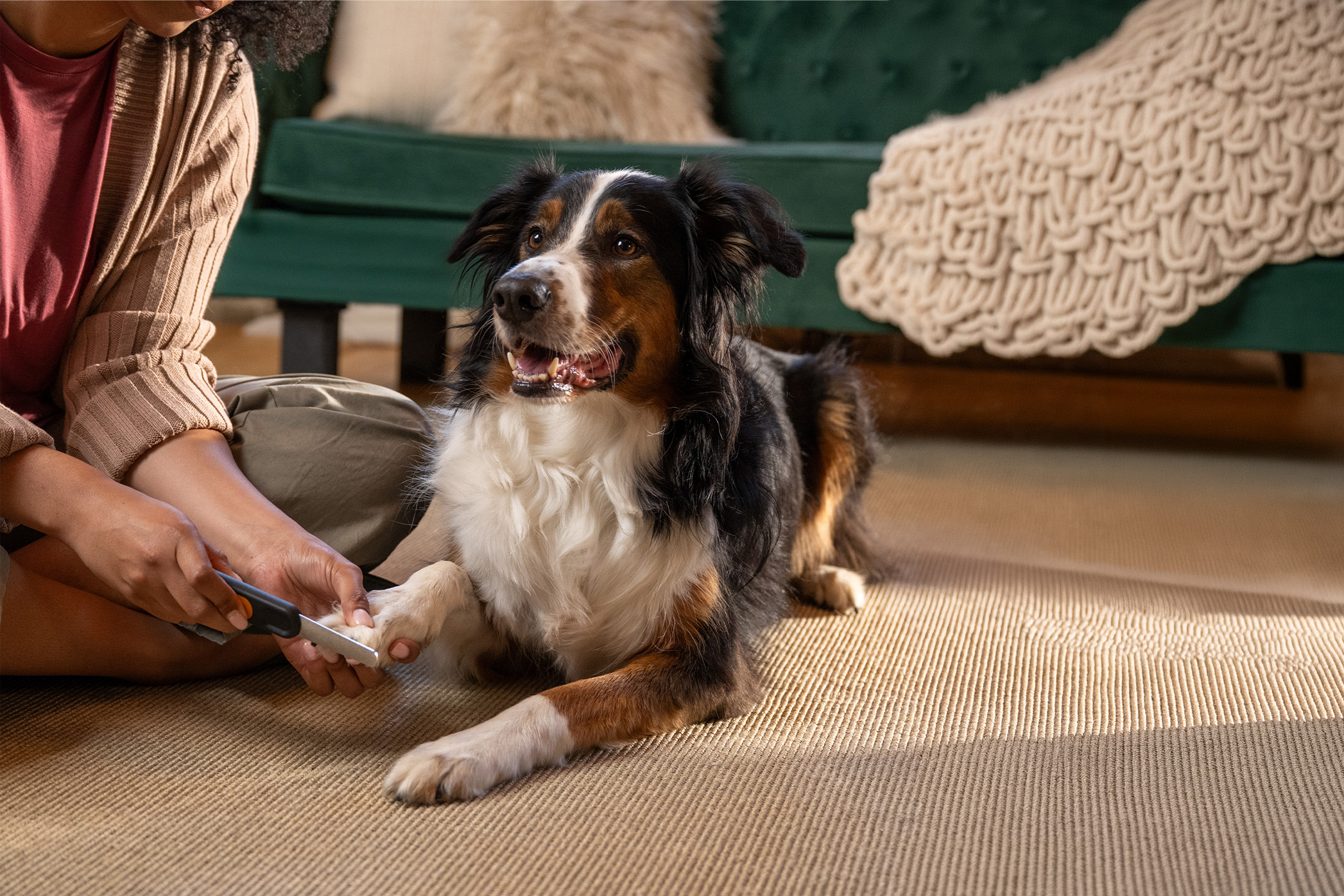 Pureplay Dog Paw scissors best in test 2026 DOG 3x2