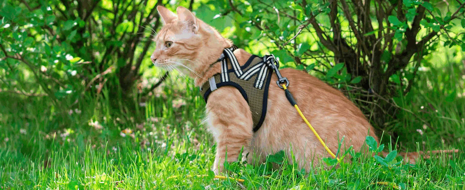 Basic No-Escape -valjaat kissalla