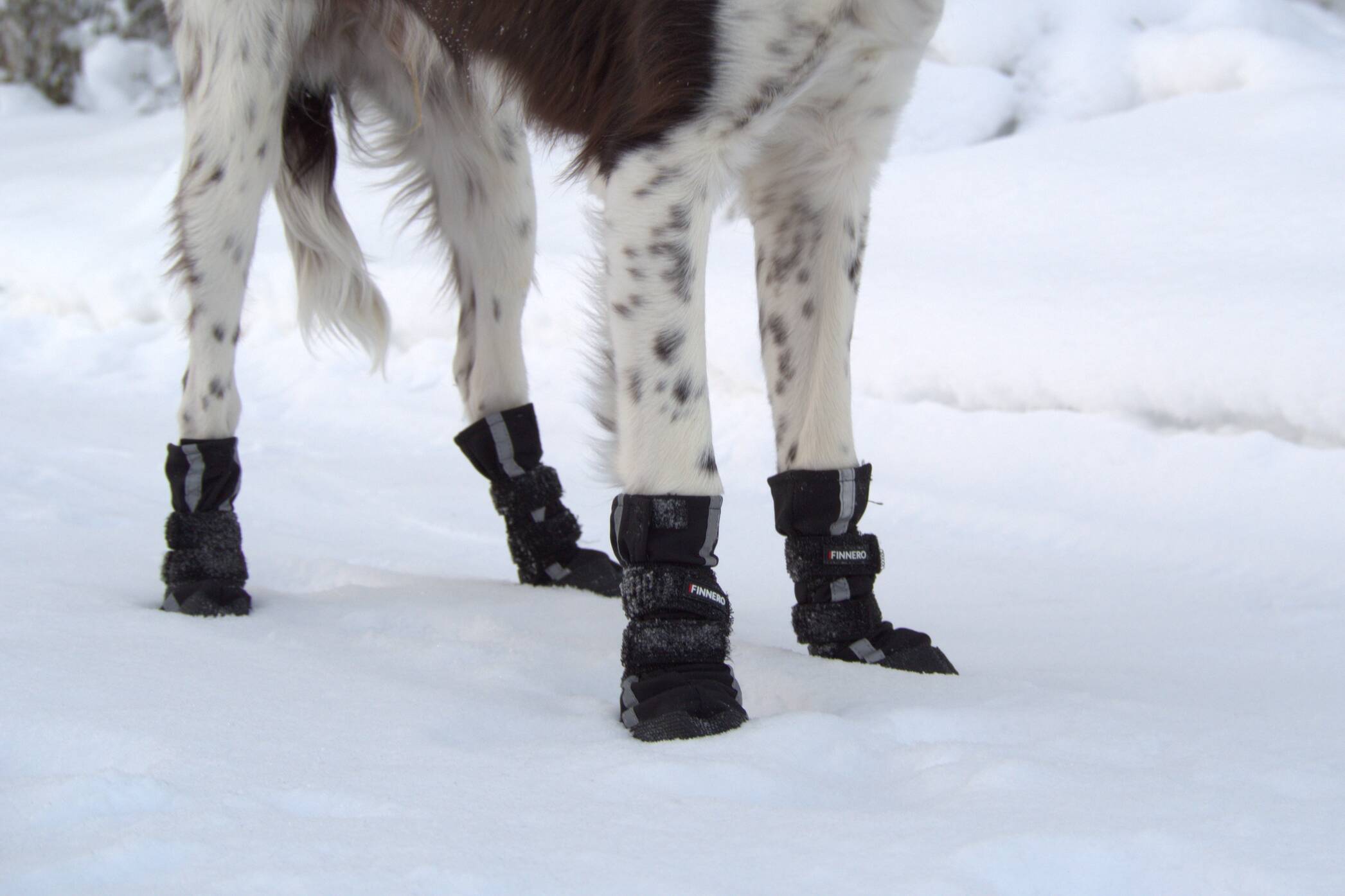 Dog-boots