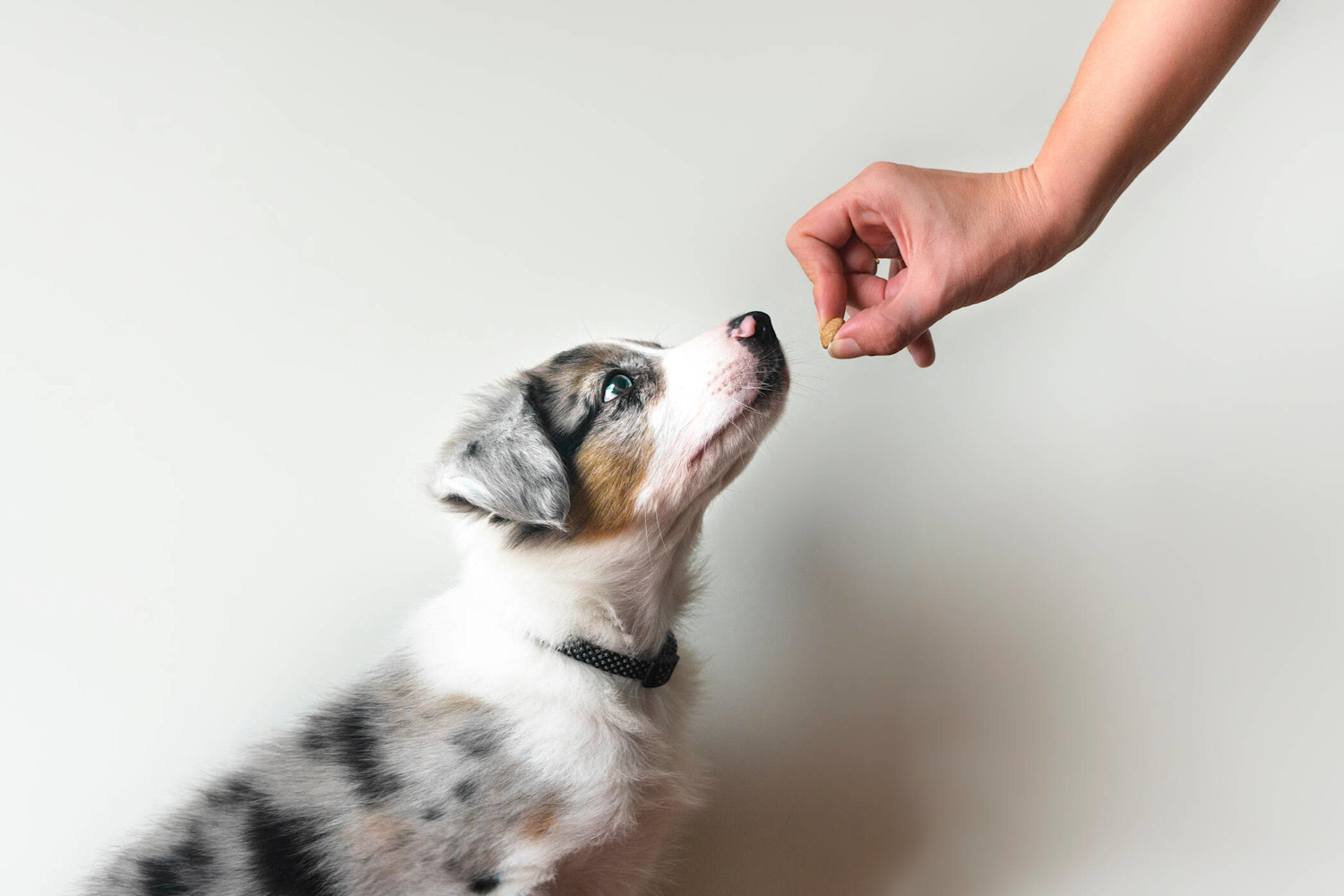 AdobeStock 496317706 pentu ja nami